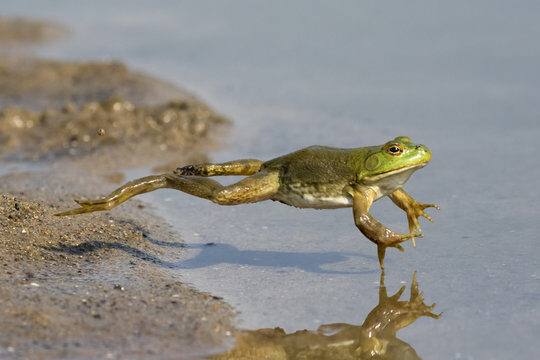 “反跳槽法与国会改革”