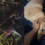 klang-dog-strangled-during-counci-operation-featured