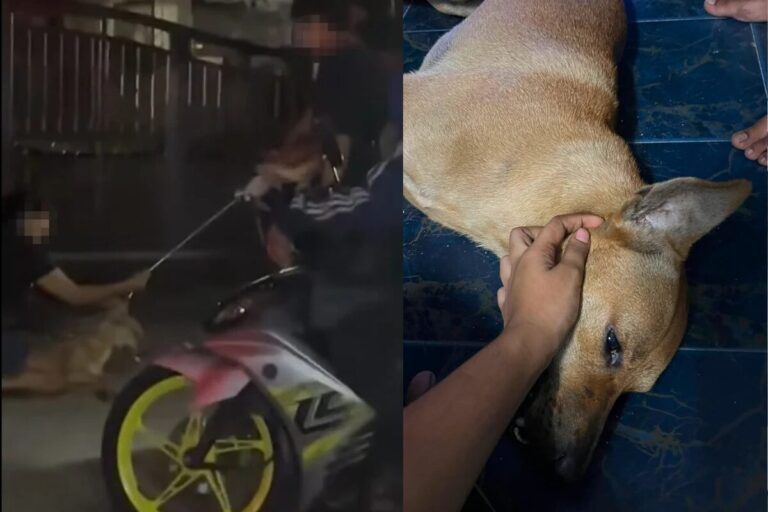 klang-dog-strangled-during-counci-operation-featured